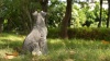 Show in main carousel: Hi-Line Gift Sitting Schnauzer Statue, 15.5-in slide 7 of 7