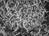 Palimpsest Palindrome thumbnail