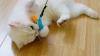 Show in main carousel: Quirky Kitty Tropical Toucan Retractable Wand Cat Toy slide 6 of 6