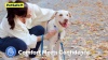 Show in main carousel: PetSafe Easy Walk Comfort Reflective No Pull Dog Harness, Blue, Medium: 24 to 34-in chest slide 8 of 9