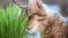 Show in main carousel: The Cat Ladies Organic Pet Grass Grow Kit with Planter, White slide 9 of 10