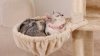 Show in main carousel: KZLAA 54-in Cat Tree & Condo, Apple Pink slide 8 of 8