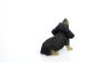 Show in main carousel: Hi-Line Gift Howling Dachshund Puppy Statue, 6.18-in slide 8 of 8