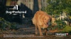 Show in main carousel: Heartgard Plus Chew for Dogs, 51-100 lbs, (Brown Box), 6 Chews (6-mos. supply) slide 10 of 11