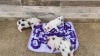 Show in main carousel: Piggy Poo and Crew Purple Snuffle Mat slide 6 of 7