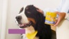 Show in main carousel: Happy Paws Calming Soft Chews Supplement for Dogs, 100 count slide 9 of 10
