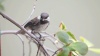 Show in main carousel: Lyric Chickadee Premium Sunflower & Nut Mix Wild Bird Food, 4-lb bag slide 10 of 11