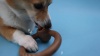 Show in main carousel: Lumabone Ring-Stuffer Bacon Flavor Dog Toy, Small slide 7 of 8