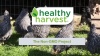 Show in main carousel: Healthy Harvest Non-GMO 17% Protein Layer Mini Pellets Chicken Feed, 20-lb bag slide 8 of 9