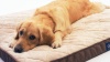 Show in main carousel: Serta Quilted Orthopedic Pillowtop Dog Bed with Removable Cover, Mocha, X-Large slide 6 of 7