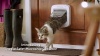 Show in main carousel: PetSafe 4-Way Locking Microchip Entry Cat Door, White slide 8 of 9