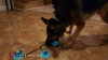 Show in main carousel: Flipo Ruff & Ready Solo Chew & Tug Dog Toy, Blue slide 5 of 6
