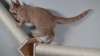 Show in main carousel: Armarkat Wall Mounted 24-in Sisal Climbing Cat Post Bridge, Natural Beige slide 10 of 10