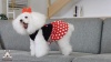 Show in main carousel: CuteBone Polka Dot Dog Mesh Sundress, Red, X-Small slide 10 of 11