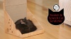 Show in main carousel: Necoichi Stretch & Scratch Wall Cat Scratcher Toy slide 10 of 11