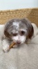 Show in main carousel: Rena's Recipe Chicken Twisty Sticks Dog Chew Treats, 8-oz bag, 1 count slide 7 of 8