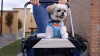 Show in main carousel: PetLuv Premium Pet Stroller, Soft-Sided Carrier & Travel Crate, Navy, Large slide 10 of 11