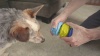 Show in main carousel: Outward Hound Treat Locking Discs Dispenser Puzzle Dog Toy, Multiple Colors slide 7 of 8