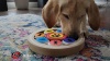 Show in main carousel: Flipo Brainiac Disc-O Treat-Dispensing Dog Toy, Multi-Color slide 3 of 4