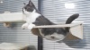 Show in main carousel: Coziwow 3 Piece Window Perch Suction Cup Hammock Cat Perch slide 11 of 12