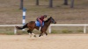 Show in main carousel: Kentucky Equine Research Nano-E Antioxidant Liquid Horse Supplement, 15-fl oz bottle slide 5 of 6