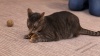 Show in main carousel: Natural Pet Dog Rope Tug Toy, White slide 2 of 2