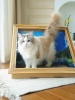 Show in main carousel: Happy & Polly Retro Art Bloomy Flower Cat House with Scratcher slide 10 of 10
