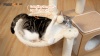 Show in main carousel: PAWZ Road Indoor 43-in Polyester Modern Cat Tree Tower & Condo, Brown slide 9 of 9
