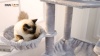 Show in main carousel: PAWZ Road 69-in Tall Polyester Cat Tree Tower & Condo with Large Hammock, Gray slide 10 of 10