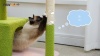 Show in main carousel: PAWZ Road 35-in Polyester Flower Cat Tree with Large Metal Hammock & Condo, Small, Green slide 9 of 9
