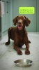 Show in main carousel: Ancestry Breed Identification Dog DNA Test Kit slide 10 of 11