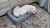 Show in main carousel: LFC PETS Waterproof Orthopedic Bolster Dog & Cat Sofa Bed with Removable Cover, Grey, Large slide 9 of 10