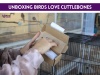 Show in main carousel: Birds LOVE Natural Cuttlebone Calcium Block Supplement for Birds, Tortoise & Snails, 7.5 to 8-in, 12 count slide 7 of 8