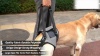 Show in main carousel: NANAKI Lift Harness for Dogs, Grey, Small slide 9 of 9
