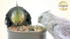 Show in main carousel: Kaytee Fiesta Variety Mix Cockatiel Food, 2.5-lb bag slide 10 of 12