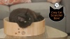 Show in main carousel: Necoichi Cozy Cat Scratcher Bowl Toy, Dark Cherry, Large slide 8 of 9