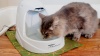 Show in main carousel: PetSafe Drinkwell Platinum Plastic Dog & Cat Fountain, 168-oz slide 10 of 12