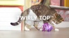 Show in main carousel: SmartyKat Twirly Top Electronic Mini Motion Ball Cat Toy, Color Varies slide 8 of 9
