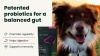 Show in main carousel: VetriScience Extra Strength Gut Mega Probiotic & Prebiotic Health Easy-Open Capsules Digestive Supplement for Dogs & Cats, 120 count slide 11 of 12