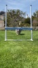 Show in main carousel: Better Sporting Dogs 5 Piece Complete Starter Dog Agility Set slide 11 of 12