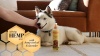 Show in main carousel: Burt's Bees Calming Hemp Dog Spray, 10-fl oz bottle slide 5 of 5