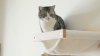 Show in main carousel: FUKUMARU 3 in 1 Cat Wall Shelves & Hammock slide 7 of 7