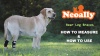 Show in main carousel: NeoAlly 3-in-1 Short Rear Leg Support Small Dog Splint Braces, X-Large slide 8 of 9