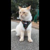 Show in main carousel: Travel Cat The True Adventurer Reflective Cat & Kitten Harness & Leash, Pink, Extra-Small slide 11 of 12
