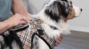 Show in main carousel: Huxley & Kent Happy Barkday Dog & Cat Bow Tie, White/Multicolor, Large slide 7 of 7