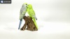 Show in main carousel: Hi-Line Gift 6.97-in Motion Activated Singing Couple Budgerigar On Stump Outdoor Decor slide 8 of 8