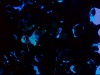 Phantom Ore thumbnail
