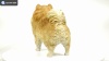 Show in main carousel: Hi-Line Gift Standing Pomeranian Statue, 11.61-in slide 9 of 9