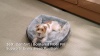 Show in main carousel: Bedsure Square Bolster Dog Bed, Grey, Small slide 9 of 11