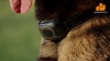 Show in main carousel: GroovyPets 650 Yard Waterproof Dog Training Shock Collar, 1 collar slide 8 of 9